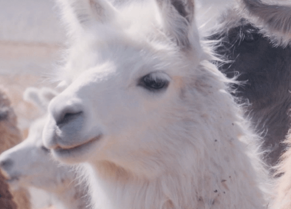 fotograma de la película Oro Blanco