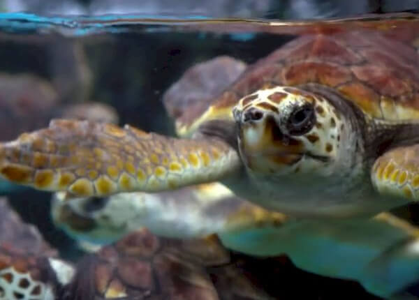 fotograma de la película La tortuga primordial