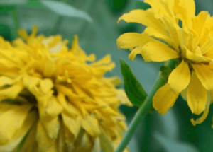 Imagen destacada de la película Adela desde el Jardín