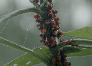 Imagen destacada de la película Bosque de niebla