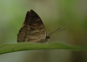 Imagen destacada de la película El canto de las mariposas